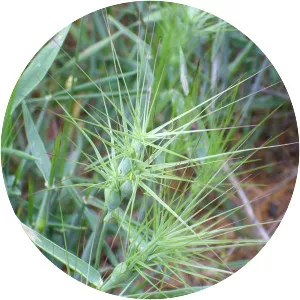 Aegilops