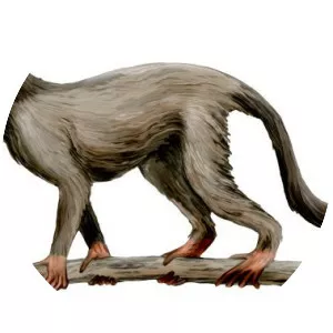 Aegyptopithecus