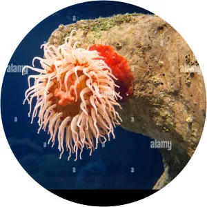 AEMONE - Musical artist