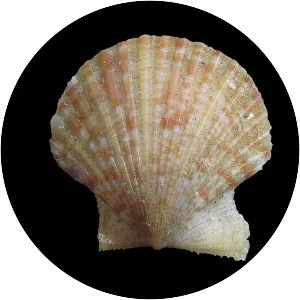 Aequipecten - Animal