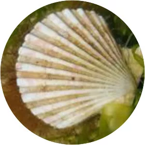 Aequipecten tehuelchus - 