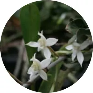 Aerangis somalensis