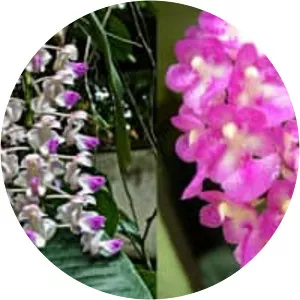 Aerides falcata