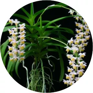 Aerides odorata