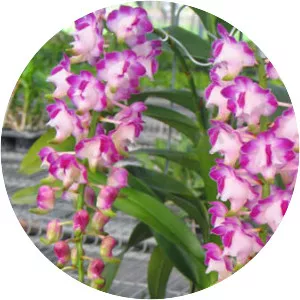 Aerides - Plants