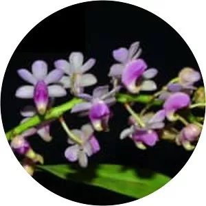 Aerides quinquevulnera