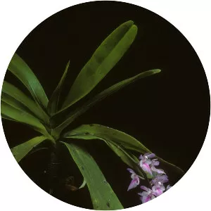 Aerides rosea