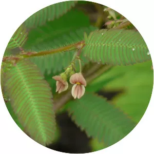 Aeschynomene americana