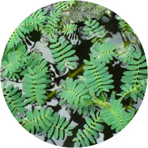 Aeschynomene - Plants