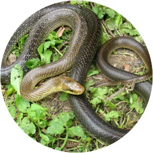 Aesculapian snake