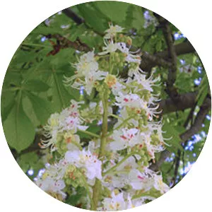 Aesculus - Plants