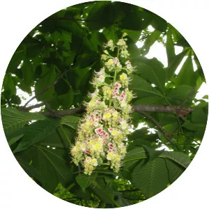 Aesculus turbinata