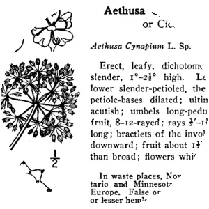 Aethusa cynapium