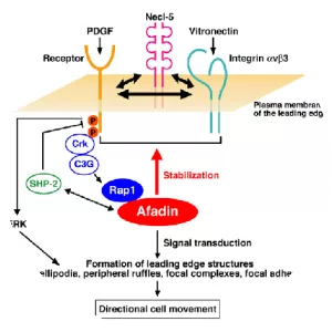 Afadin - Protein