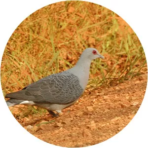 Afep pigeon