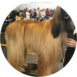 Afghan Hound