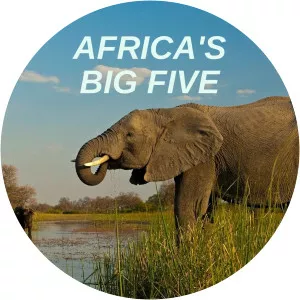Africa's Big FiveSince 2000