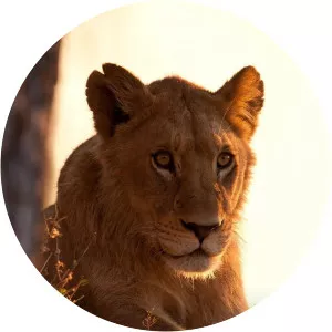 Africa's Creative Killers