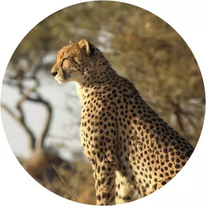 Africa's Deadliest: Botswana CompilationsSince 2019