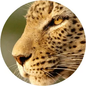 Africa's Hunters - TV program