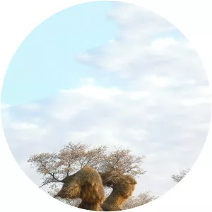 Africa's Trees of Life - TV program