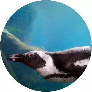 Africa's Underwater Wonders - TV program