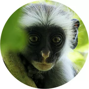 Africa's Wild YearSince 2021