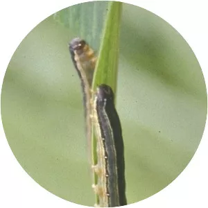 African armyworm - Insect