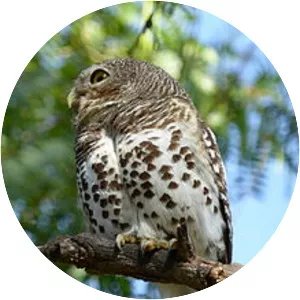 African barred owlet - Bird