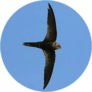 African black swift