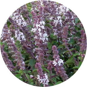 African blue basil