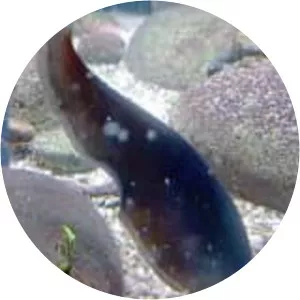 African brown knifefish