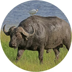 African buffalo - Animal