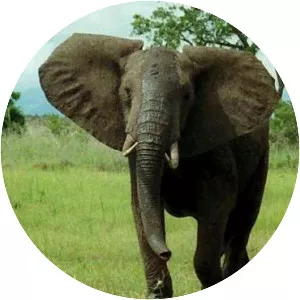 African bush elephant