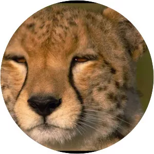 African Cats - 2011 ‧ Adventure/Documentary ‧ 1h 29m