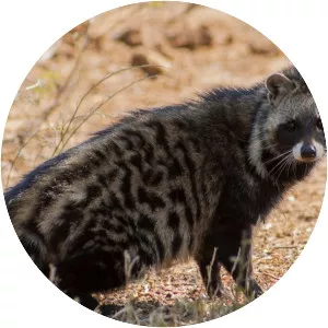 African civet