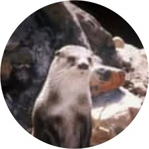 African clawless otter