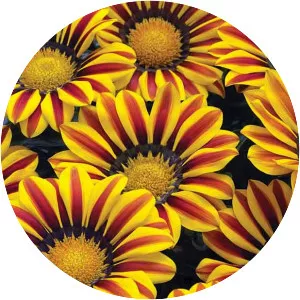 African daisies (Koyun Gözü Çiçeği)