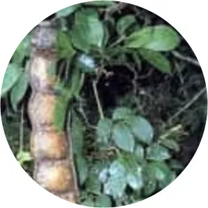 African dream herb - Plants