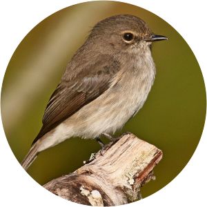 African dusky flycatcher - Birds