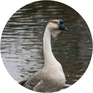 African goose - Goose breed