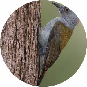 African grey woodpecker