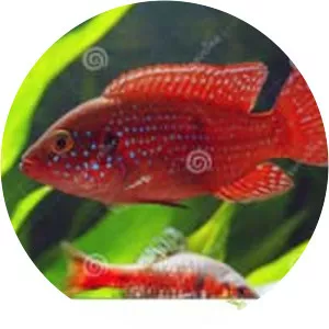 African jewelfish