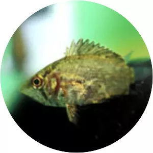 African leaffish