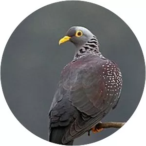 African olive pigeon