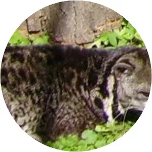 African palm civet