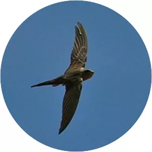 African palm swift