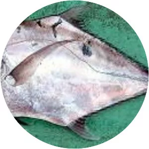 African pompano