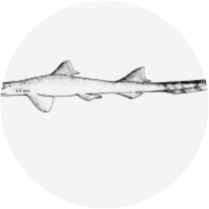 African ribbontail catshark photograph