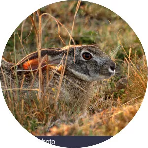 African savanna hare - Animal